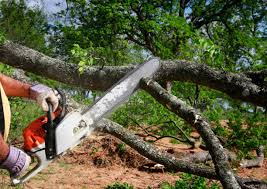 Trusted Jacksonville, TX  Tree Services Experts