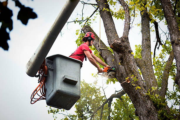 Best Tree Disease Treatment  in Jacksonville, TX